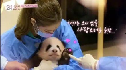 娱乐大爆料熊猫,熊猫明星的幕后故事大揭秘